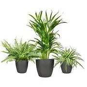 Rotterdam online Florist - Token Treasures Bouquet