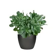Amsterdam Online Florist - Gåvor till dig Bukett