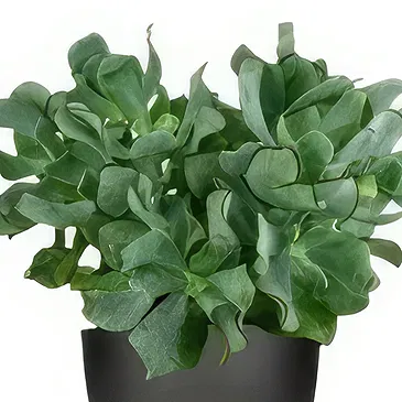 Holland flowers  -  Gifts for You Flower Bouquet/Arrangement