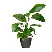 Amsterdam Online Florist - Prestigepaket Bukett