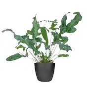 Colijnsplaat Online Blumenhändler - Andenken-Königreich Blumenstrauß