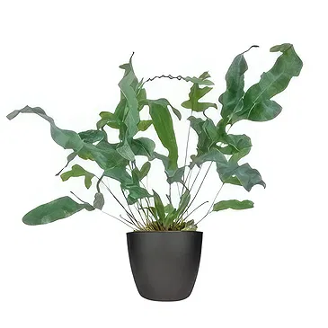Holland flowers  -  Keepsake Kingdom Flower Bouquet/Arrangement