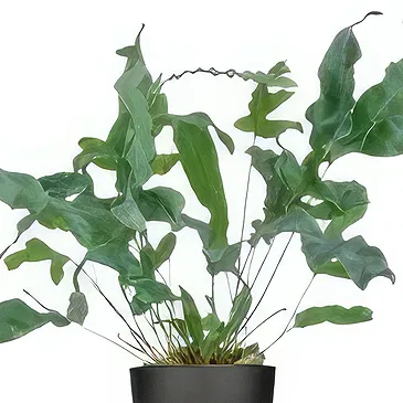 Holland flowers  -  Keepsake Kingdom Flower Bouquet/Arrangement