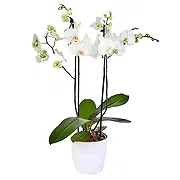 Sa Indioteria Online blomsterbutikk - Blomstrende øyeblikk Bukett