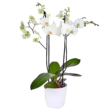 Sa Indioteria blomster- Blomstrende øyeblikk Blomsterarrangementer bukett