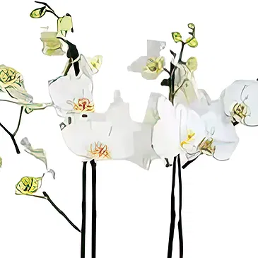 Sa Indioteria blomster- Blomstrende øyeblikk Blomsterarrangementer bukett