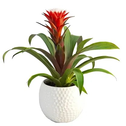 Palmanova bloemen bloemist-  Boeket/bloemstuk