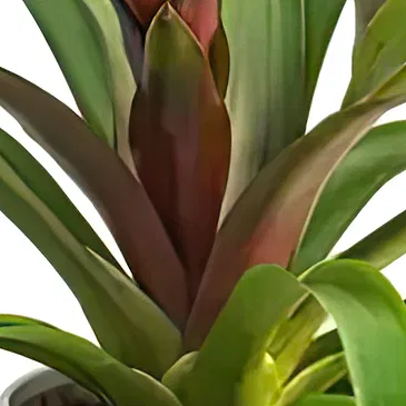 Sa Indioteria blomster- Kaktuslapp Blomsterarrangementer bukett