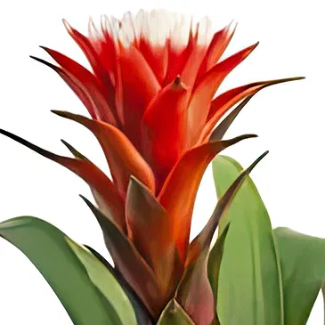 Sa Indioteria blomster- Kaktuslapp Blomsterarrangementer bukett