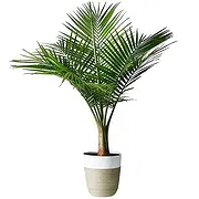 Sa Indioteria Online blomsterbutikk - Emerald Fern Bukett