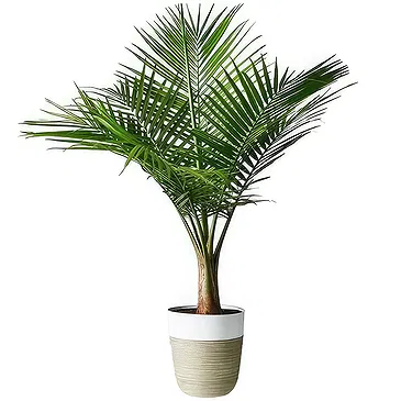 Sa Indioteria blomster- Emerald Fern Blomsterarrangementer bukett