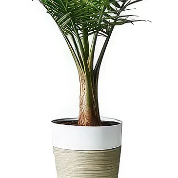 Sa Indioteria blomster- Emerald Fern Blomsterarrangementer bukett