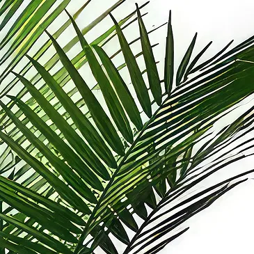 Sa Indioteria blomster- Emerald Fern Blomsterarrangementer bukett
