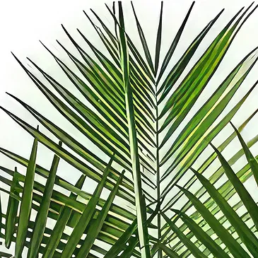 Sa Indioteria blomster- Emerald Fern Blomsterarrangementer bukett
