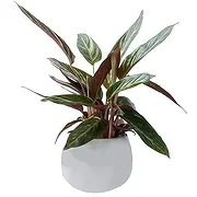 Sa Indioteria Online blomsterbutikk - Flower Power Group Bukett