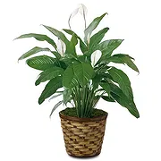 Sa Indioteria Online blomsterbutikk - Atlas hagesenter Bukett