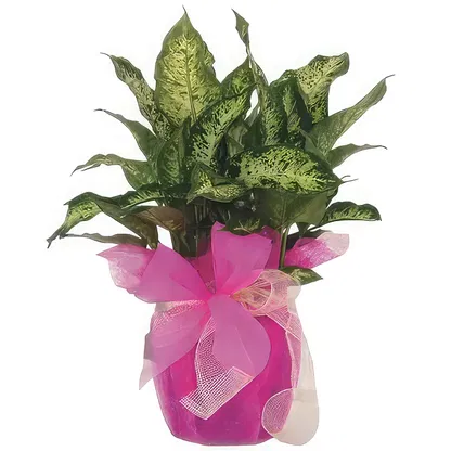 Palmanova bloemen bloemist-  Boeket/bloemstuk