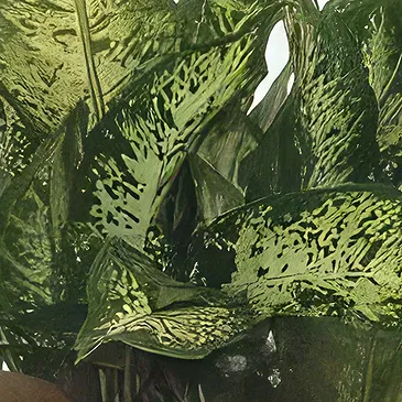 Sa Indioteria blomster- Jade Pothos Blomsterarrangementer bukett