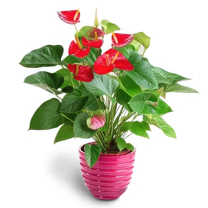Palmanova bloemen bloemist-  Boeket/bloemstuk
