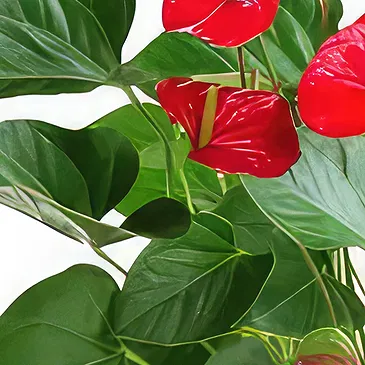 Sa Indioteria blomster- Minty Majestet Blomsterarrangementer bukett