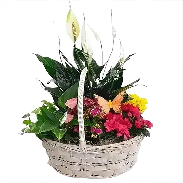 Sa Indioteria blomster- Willow Wonder Blomsterarrangementer bukett