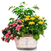 Sa Indioteria Online blomsterbutikk - Elegant omfavnelse Bukett