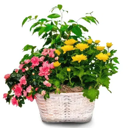 Palmanova bloemen bloemist-  Boeket/bloemstuk