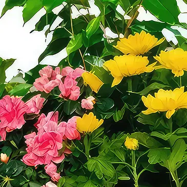 Sa Indioteria blomster- Elegant omfavnelse Blomsterarrangementer bukett