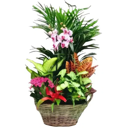 Palmanova bloemen bloemist-  Boeket/bloemstuk