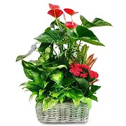 San Agustin Online çiçekçi - Klasik Kızıl Buket