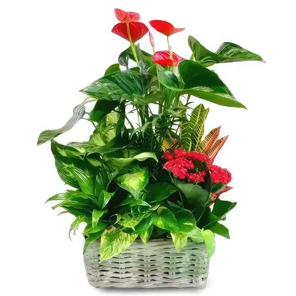 Palmanova bloemen bloemist-  Boeket/bloemstuk