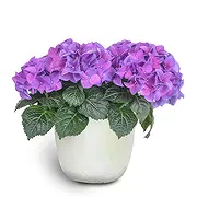 Sa Indioteria Online blomsterbutikk - Ivy Insight Bukett