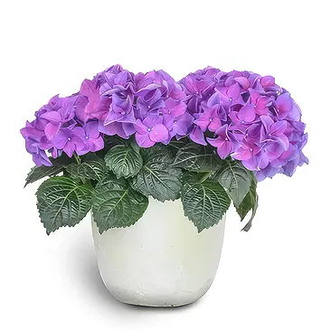 Sa Indioteria blomster- Ivy Insight Blomsterarrangementer bukett