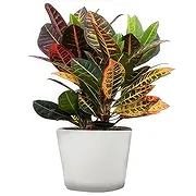 Sa Indioteria Online blomsterbutikk - Skogsglød Bukett