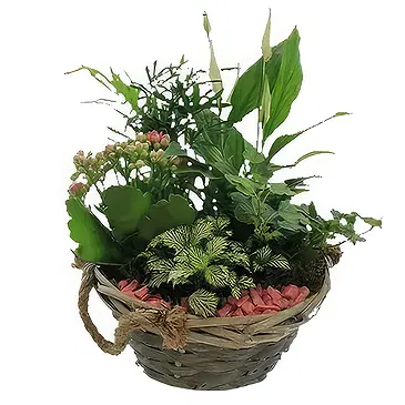 Sa Indioteria blomster- Basil Bliss Blomsterarrangementer bukett