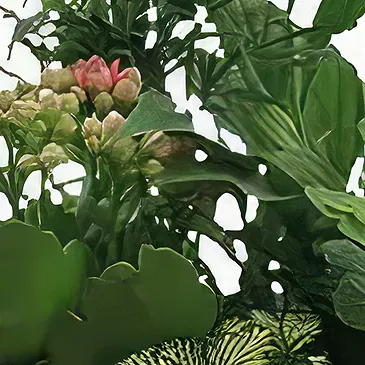 Sa Indioteria blomster- Basil Bliss Blomsterarrangementer bukett