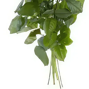 Ipsach Blumen Florist- Einzelne weiße Rosen Bouquet/Blumenschmuck
