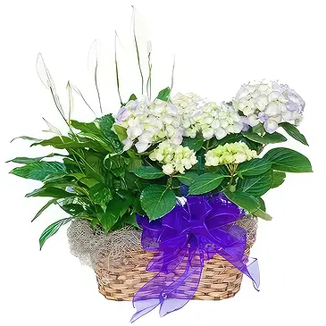 Sa Indioteria blomster- Cactus Coolness Blomsterarrangementer bukett