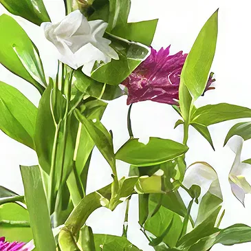 Sa Indioteria blomster- Floral Fusion Hub Blomsterarrangementer bukett