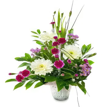 Sa Indioteria blomster- Blossom Haven Blomst Levering