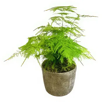 Birmingham flowers  -  Lush Leafy Luxury Flower Delivery
