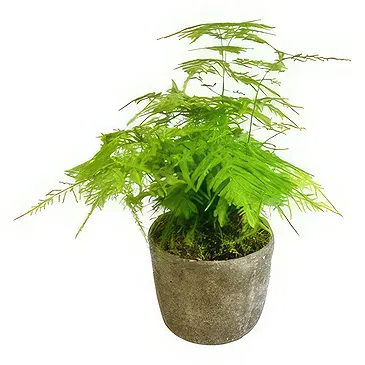 Birmingham flowers  -  Lush Leafy Luxury Flower Bouquet/Arrangement