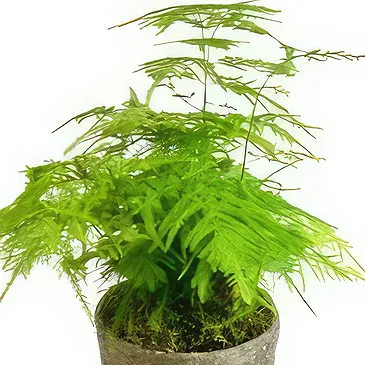 Birmingham flowers  -  Lush Leafy Luxury Flower Bouquet/Arrangement