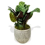 Swallow online Florist - Green Foliage Bouquet