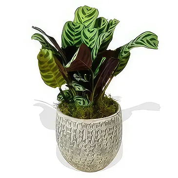 Birmingham flowers  -  Green Foliage Flower Bouquet/Arrangement