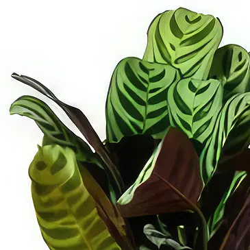Birmingham flowers  -  Green Foliage Flower Bouquet/Arrangement