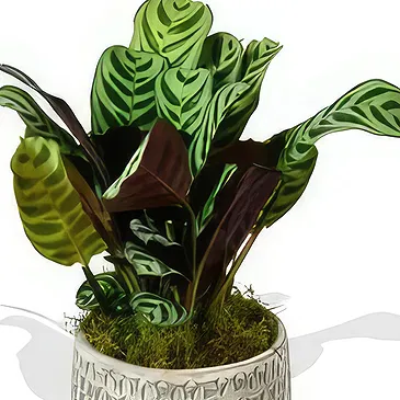 Birmingham flowers  -  Green Foliage Flower Bouquet/Arrangement