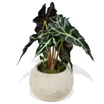 Birmingham flowers  -  Botanical Bliss Bouquet Flower Bouquet/Arrangement