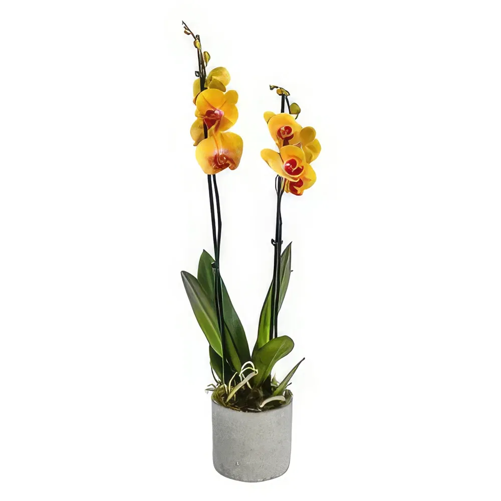 Perryfields-virágok- Orchidea Elegance Együttes Virágkötészeti csokor