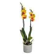 Sheffield online Florist - Orchid Elegance Ensemble Bouquet